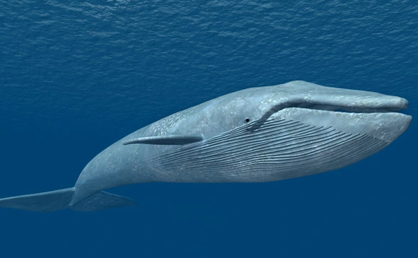 cá voi cô đơn tần số 52 hz